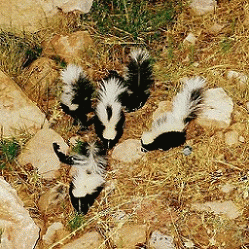 Sloth (USA-2) : 5x Better